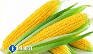 maize farming, crops to grow and harvest within a year