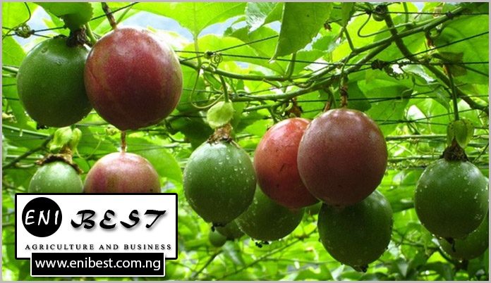 Passion Fruit Farming In Nigeria