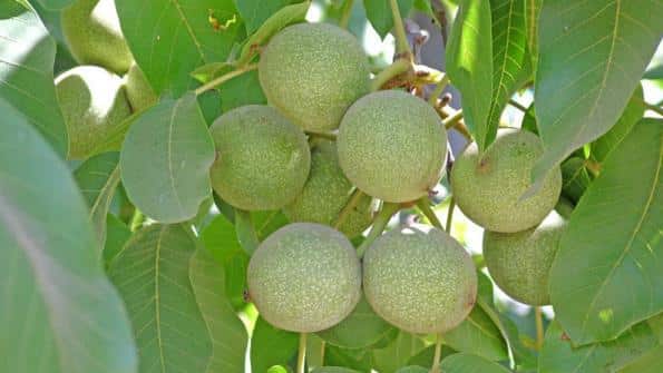 Complete Guide On How To Start Walnut Farming In Nigeria - ENI BEST