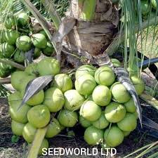 Coconut farming