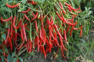 Pepper farming, crops you can plant and harvest within a year
