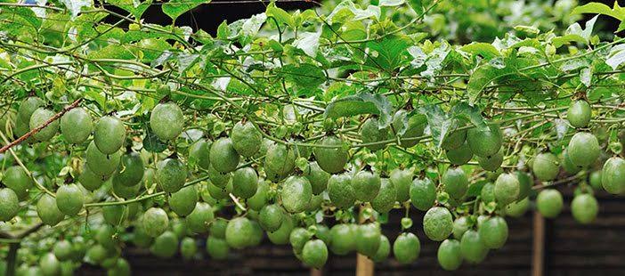 Image result for passion fruits farming in kenya