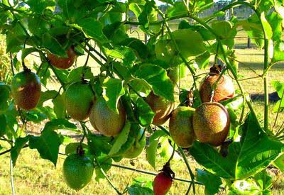 Passion fruit farming