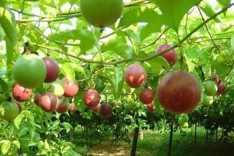 Passion fruit farming