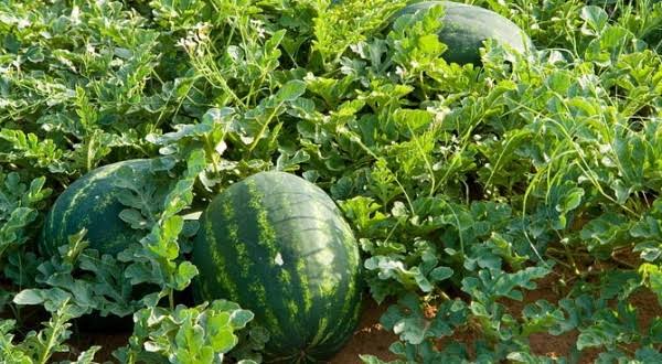 Watermelon farming