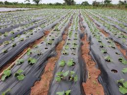 Cucumber farming, mistakes in vegetables farming