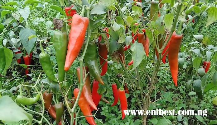 pepper farming, vegetable farming
