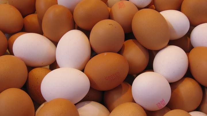 Egg distribution business