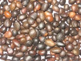 palm kernel oil nut seed nuts kennel kennels ghana nairaland production yam tubers cheap cake dura treated hybrids tenera african