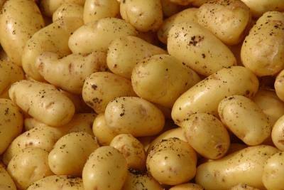 Irish potato farming