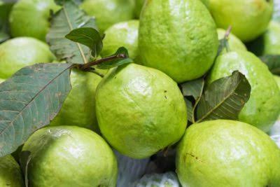 Guava farming, guava fruits