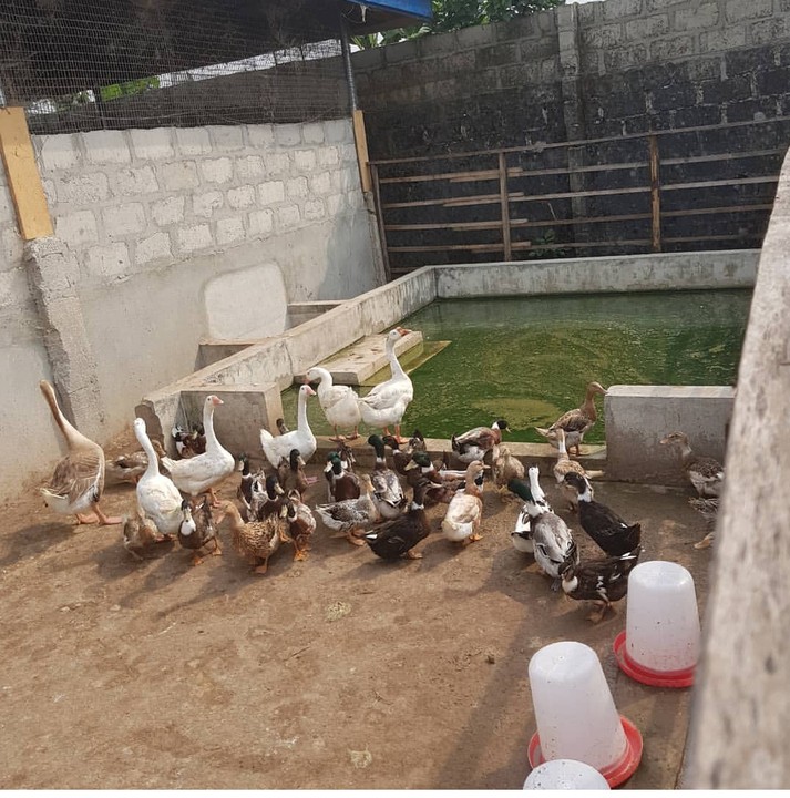 Duck farming, intensive breeding