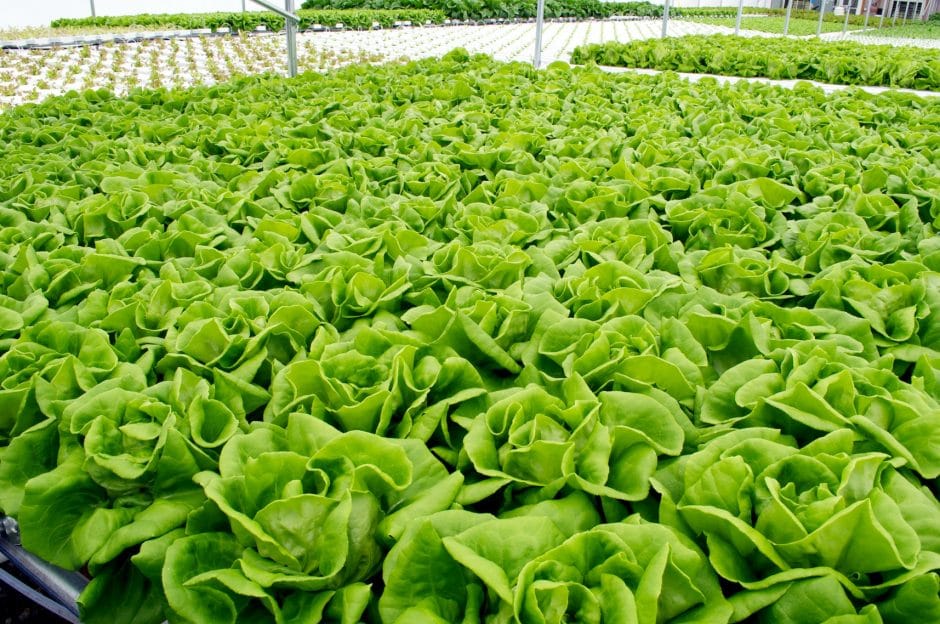 Vegetable farming