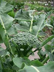 Broccoli farming, vegetables